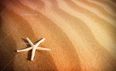 عکس با کیفیت ستاره دریایی در ساحل